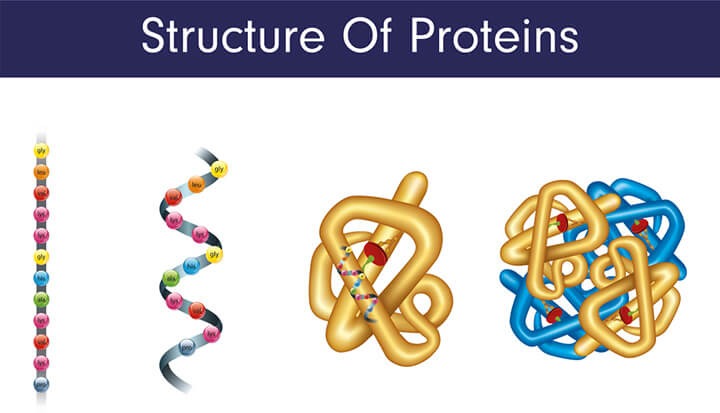 Cấu trúc của protein